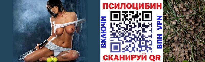 Псилоцибиновые грибы Psilocybe Купить где Горно-Алтайск
